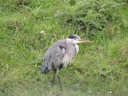 Heron
