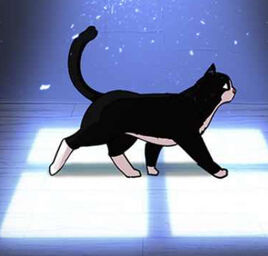 Ryan the kitty walking