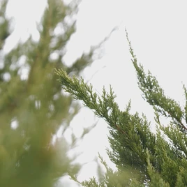 Loossemble Starlight page image