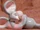Rosebud