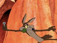 Thompson Zipping.jpg (398 KB) Thompson's Coyote has stick-out eyeballs.