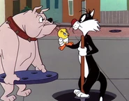 Spike glares at Sylvester after he falls in a manhole
