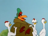 Rhode Island Red