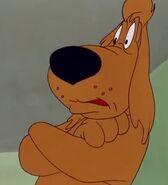 Leopold the Dog
