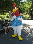 Foghorn Leghorns in Six Flags