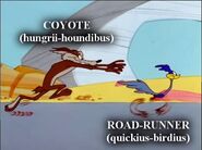 Coyote hungrii houndibus