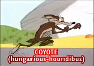 Coyote hungarious houndibus