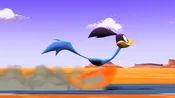 The Road Runner runs past his predator.