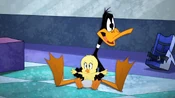 Daffy doesn't know the words to Itsy Bitsy Spider, does he?