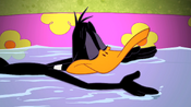 Daffy swimming...