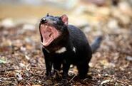 Real live Tasmanian Devil