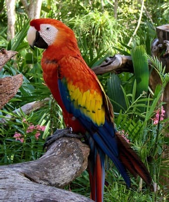Scarlet Macaws Lorikeet S Amazing Bird Wiki Fandom Scarlet Macaws Lorikeet S Amazing Bird Wiki Fandom