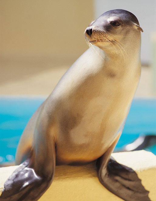 Leones Marinos | Loro Parque Cetaceans Wiki | Fandom