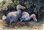 Primeros Dodos de Lae