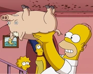 Puerco Araña