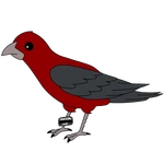 Tangara escarlata