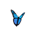 Giphybutterfly.gif