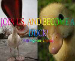 Duck.jpg