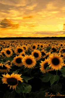 AshSunflowerGIF.gif