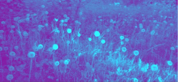 Blue Dandelionss.png
