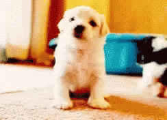 Cute puppy gif.gif