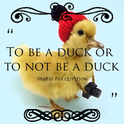 Inspirational duck quote.jpg