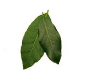 Bay leaf