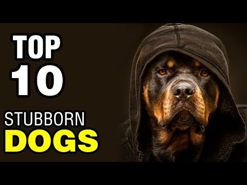 Video-stubborn-dogs.jpg