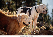 A deleted shot of Chance and Shadow before they descend the mountains