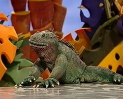 Nico the Marine Iguana.jpg