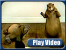 Beaver020706 vid