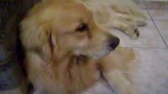 Golden_retriver_que_chora-0