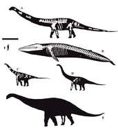 Bruhathkayosaurus matleyi (e) compared to several other animals, including Patagotitan mayorum (a), Balaenoptera musculus (b), Isisaurus colberti (c), and Jainosaurus septentrionalis (d)