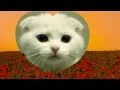 Thumbnail of "CUTE TALKING KITTEN ASKS FOR YOUR HELP"