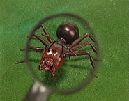 Nemets the Ant that is found by User:Scarecroe of Muppet Wiki