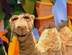 Doreen the Camel.jpg