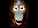 Talking Orangutan (Lost iOS Games 2008-2016)