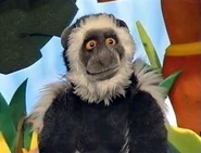 Cody the Colobus Monkey that is found by [[User:Scarecroe] of Muppet Wiki