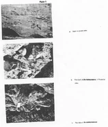 c.1978 photograph of the ilium (top and middle) and tibia (bottom)