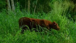 Othercow