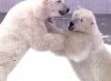 Polar bears