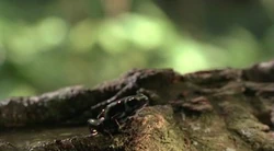 2х14 Лягушка