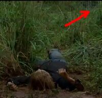 A fence is visible in the background.