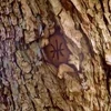 Alchemic symbol on a tree