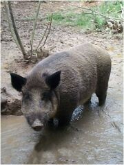 Wildschwein