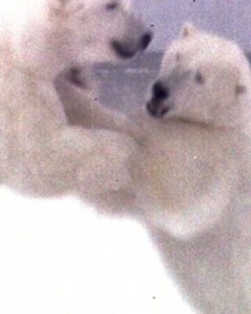 Ours Polaires Lostpedia Fandom