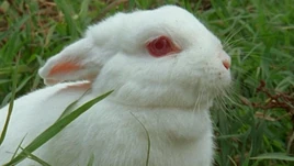 Chester(迷失第3季第20集)