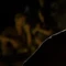 Femalextra09-2x04