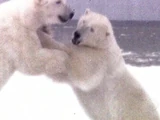 L'orso polare
