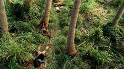 Danielle wird von unbekannten Angreifer erschossen